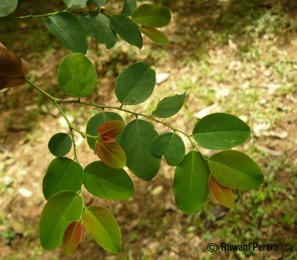 Breynia vitis-idaea (Burm.f.) C.E.C.Fisch.